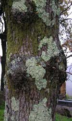 Corteza de &aacute;rbol real