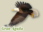 Gran Aguila